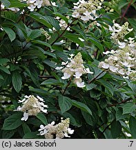 Hydrangea paniculata Kyushu