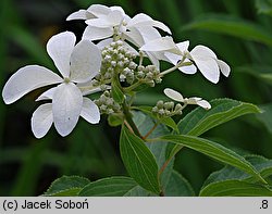 Hydrangea paniculata Le Vasterival