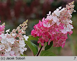 Hydrangea paniculata Pinky Winky