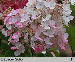 Hydrangea paniculata Pinky Winky