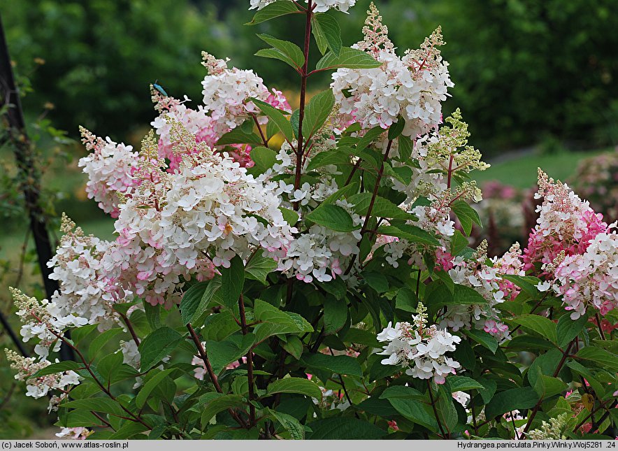 Hydrangea paniculata Pinky Winky