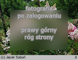 Hydrangea paniculata Pinky Winky