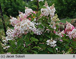 Hydrangea paniculata Pinky Winky