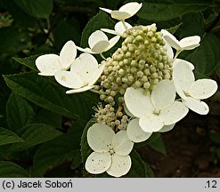 Hydrangea paniculata Tardiva