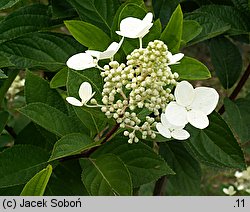 Hydrangea paniculata Tardiva