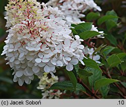 Hydrangea paniculata Renhy