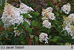 Hydrangea paniculata Renhy