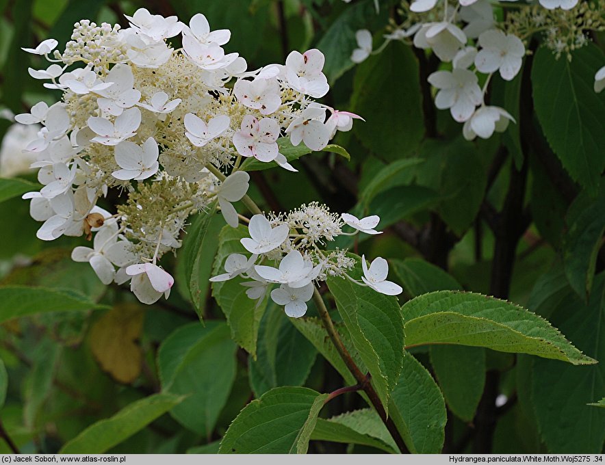 Hydrangea paniculata White Moth