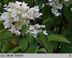 Hydrangea paniculata White Moth