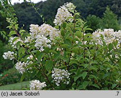 Hydrangea paniculata White Moth