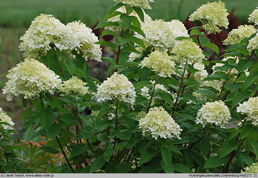 Hydrangea paniculata Zwijnenburg