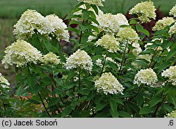 Hydrangea paniculata Zwijnenburg