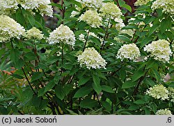 Hydrangea paniculata Zwijnenburg