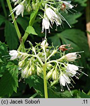 Hydrophyllum virginianum