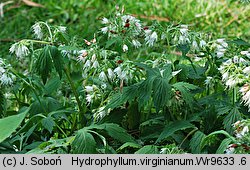 Hydrophyllum virginianum