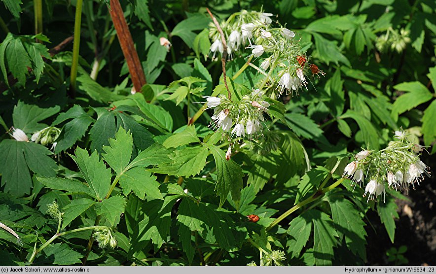 Hydrophyllum virginianum