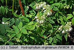 Hydrophyllum virginianum