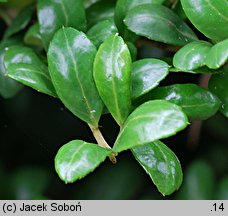 Ilex crenata (ostrokrzew bukszpanowy)