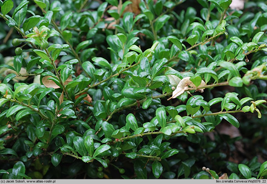 Ilex crenata (ostrokrzew bukszpanowy)