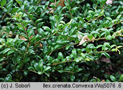 Ilex crenata (ostrokrzew bukszpanowy)