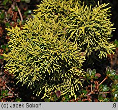 Juniperus chinensis (jałowiec chiński)