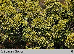 Juniperus chinensis (jałowiec chiński)