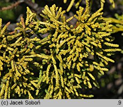 Juniperus chinensis (jałowiec chiński)