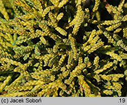 Juniperus chinensis (jałowiec chiński)