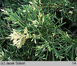 Juniperus chinensis Expansa Variegata