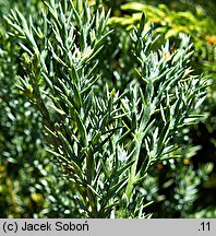 Juniperus horizontalis Blue Chip