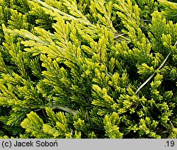 Juniperus horizontalis Golden Carpet