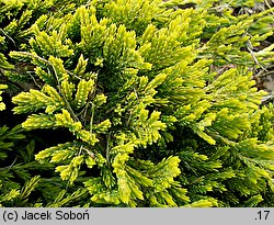 Juniperus horizontalis Golden Carpet