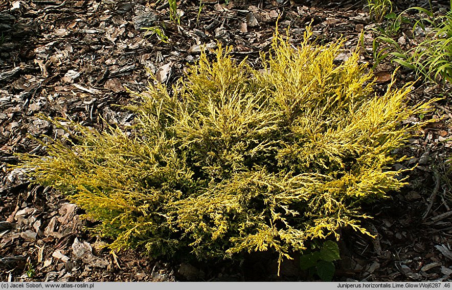 Juniperus horizontalis Limeglow