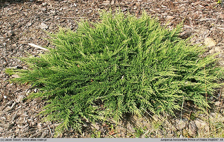 Juniperus horizontalis Prince of Wales