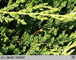 Juniperus horizontalis Prince of Wales