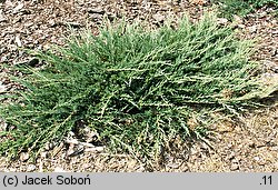 Juniperus horizontalis Yukon Belle