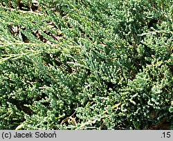 Juniperus horizontalis Yukon Belle