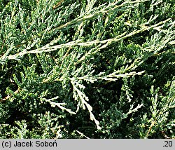 Juniperus horizontalis Yukon Belle