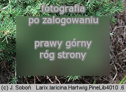 Larix laricina (modrzew amerykański)