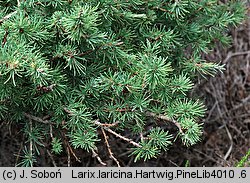 Larix laricina (modrzew amerykański)