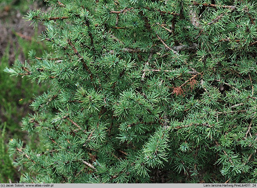 Larix laricina (modrzew amerykański)