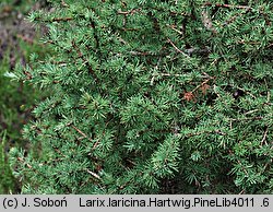 Larix laricina (modrzew amerykański)