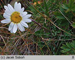 Leucanthemopsis alpina ssp. tatrae (złocieniec alpejski tatrzański)