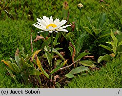 Leucanthemum ×superbum (złocień wspaniały)