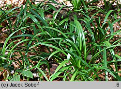 Leucojum vernum (śnieżyca wiosenna)