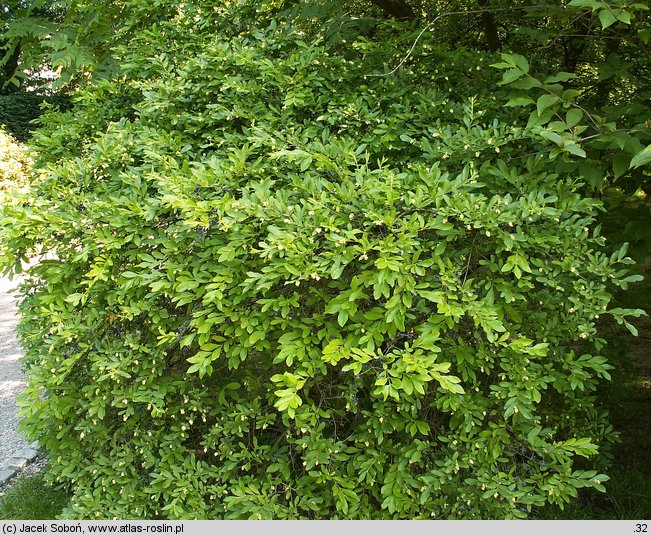 Ligustrum obtusifolium