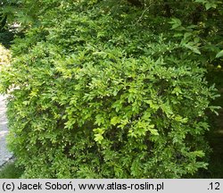 Ligustrum obtusifolium