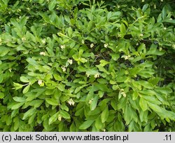 Ligustrum obtusifolium