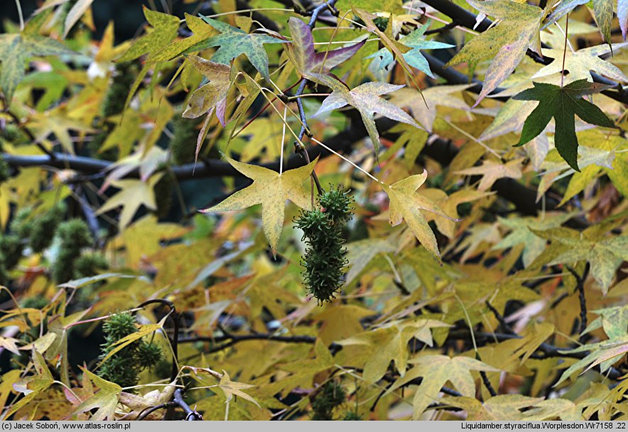 Liquidambar styraciflua Worplesdon