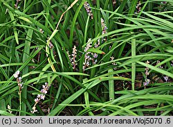 Liriope spicata (liriope kłosowate)
